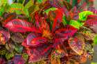 Colorful leaves-Moorea-Tahiti-French Polynesia Art Print
